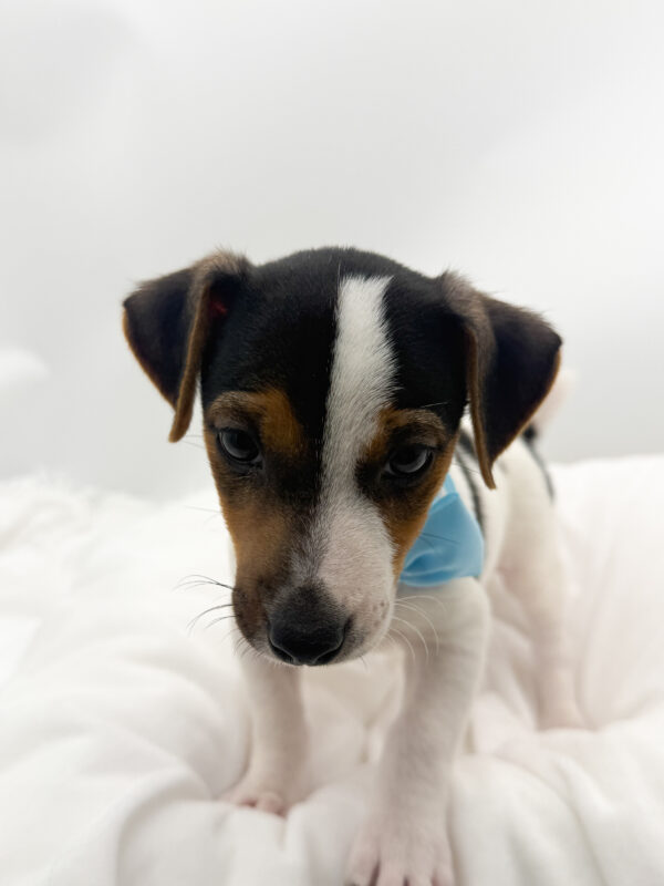 Mack - Jack Russell Terrier - Image 2