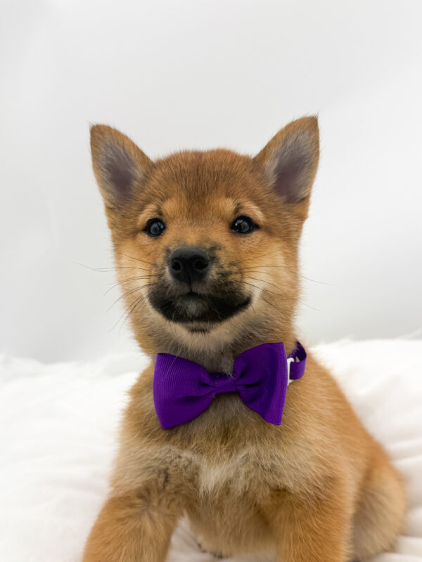 Willow - Shiba Inu - Image 1
