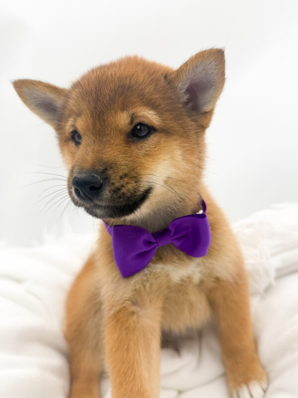Willow - Shiba Inu - Image 2