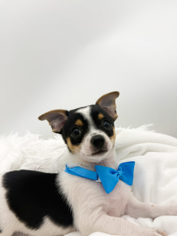McChicken - Chihuahua - Image 2