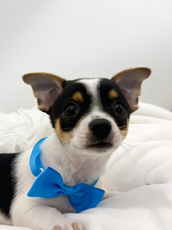 McChicken - Chihuahua - Image 1