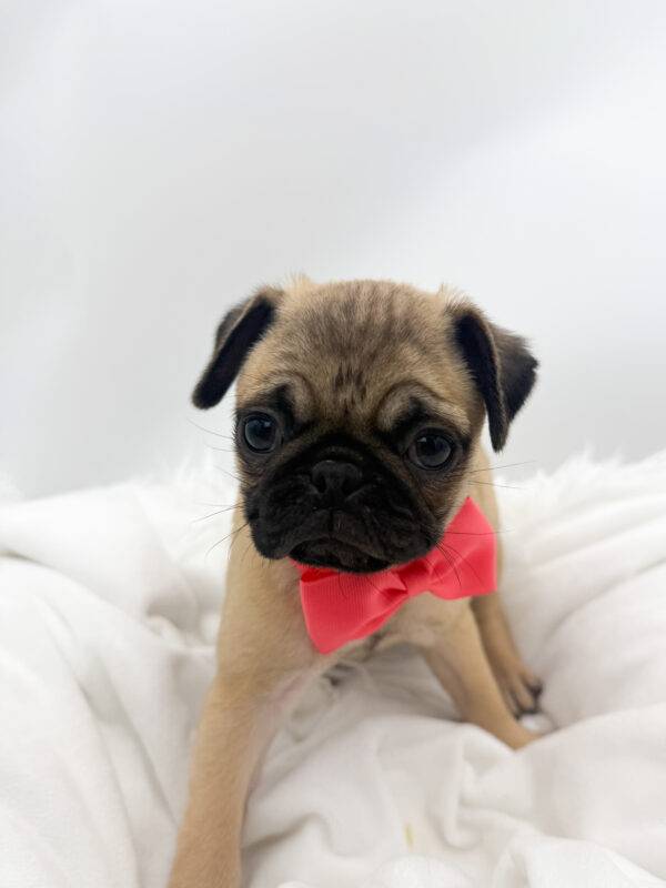 Nova - Pug - Image 2