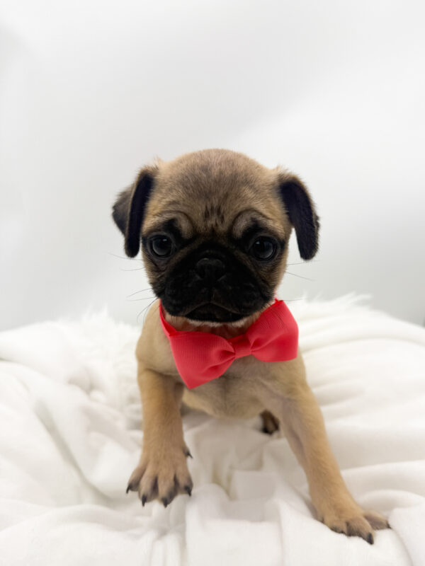 Nova - Pug - Image 1