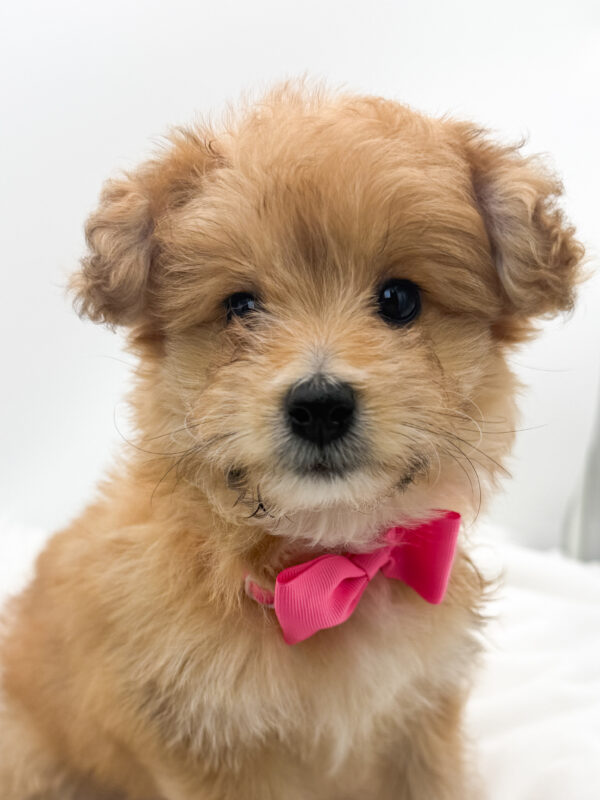 Kiwi - PomAPoo - Image 1