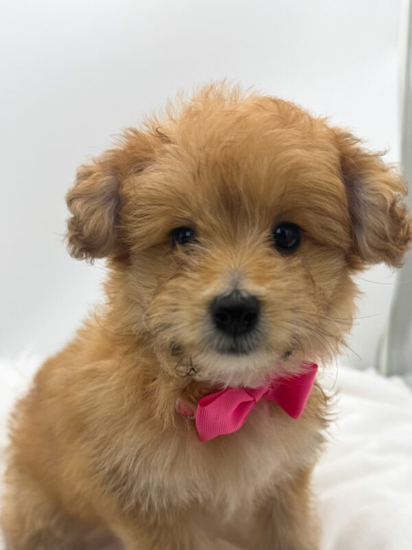 Kiwi - PomAPoo - Image 2