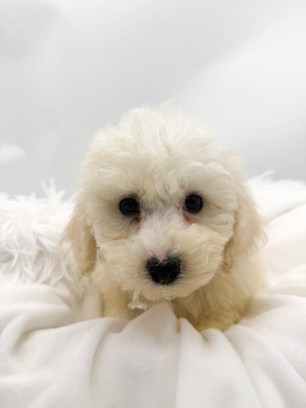 Rose - Bichon Frise - Image 1