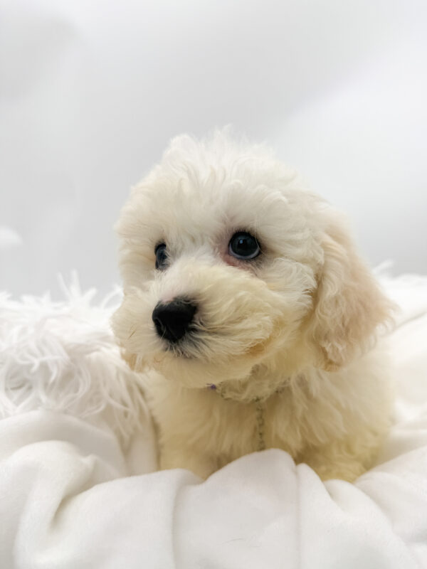 Rose - Bichon Frise - Image 2