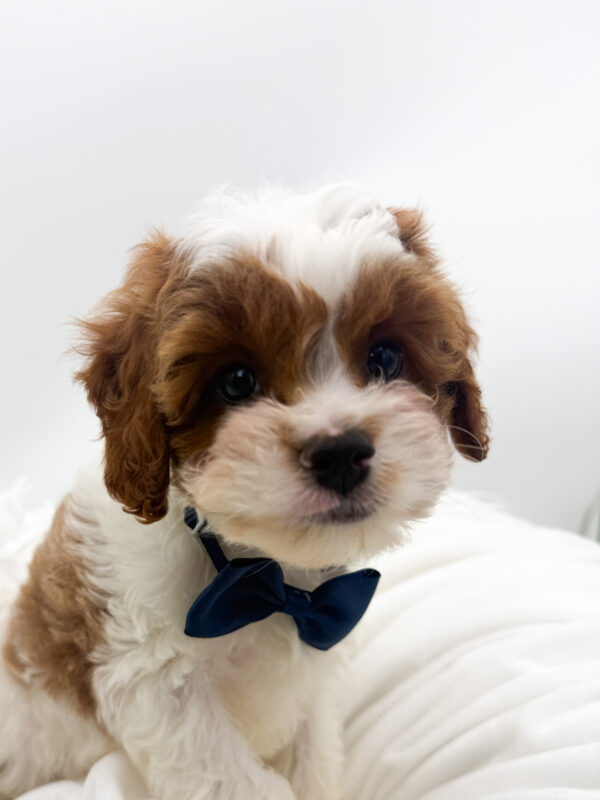 Caesar - Cavapoo F2 - Image 1