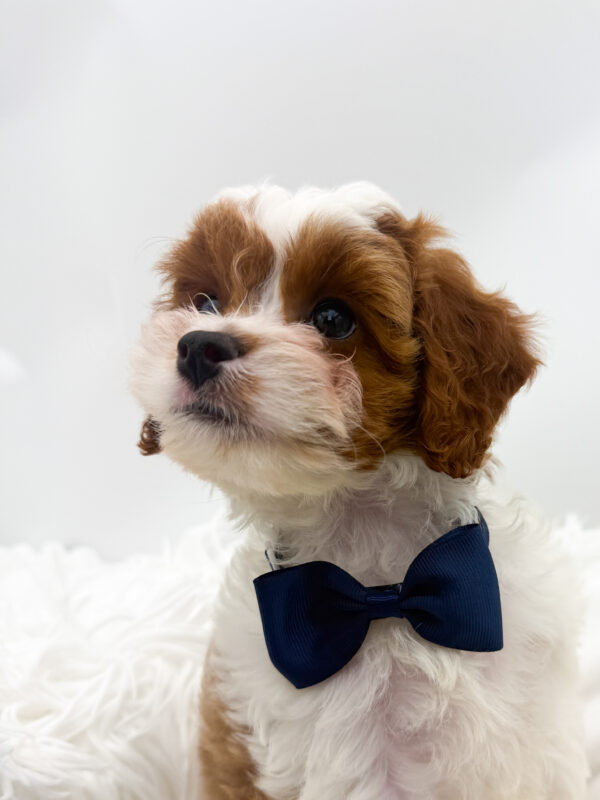 Caesar - Cavapoo F2 - Image 2