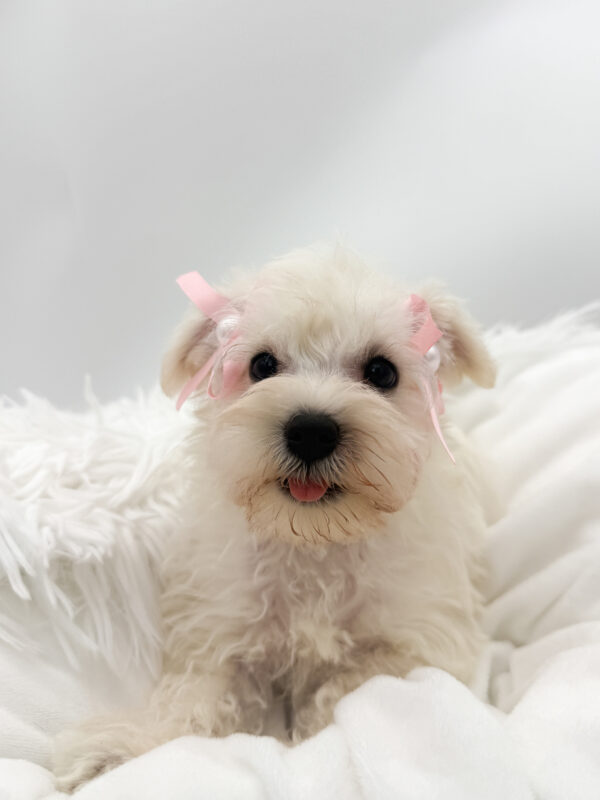Mochi - Miniature Schnauzer - Image 1