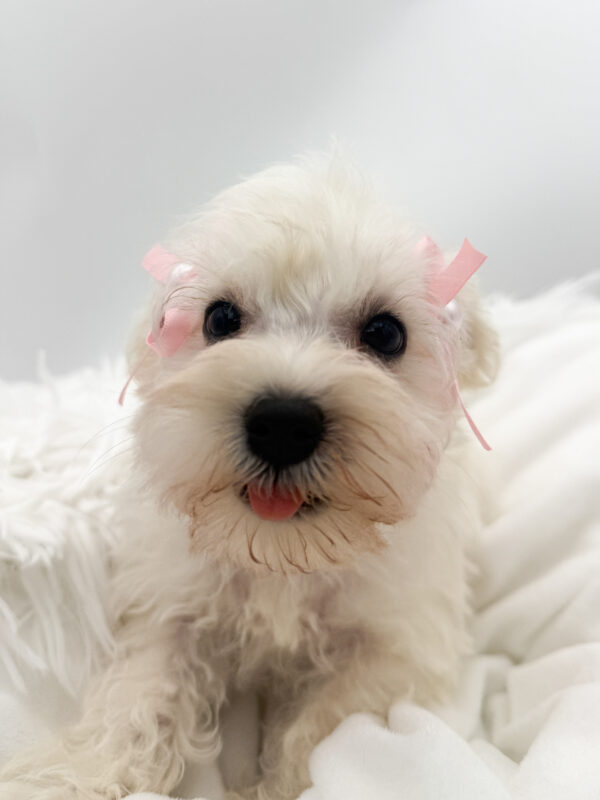 Mochi - Miniature Schnauzer - Image 2