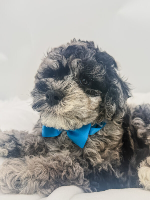Arrow - Poodle - Image 2