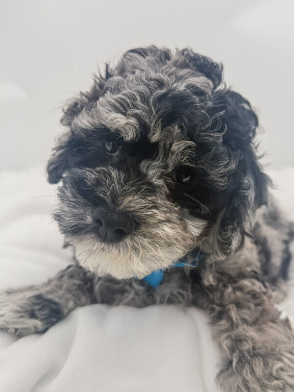 Arrow - Poodle - Image 1
