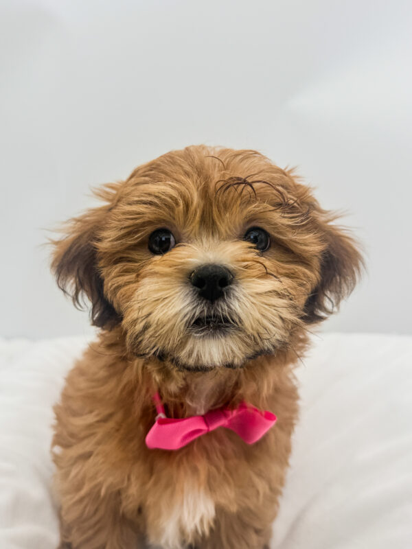 Biscuit - Teddy Bear - Image 2