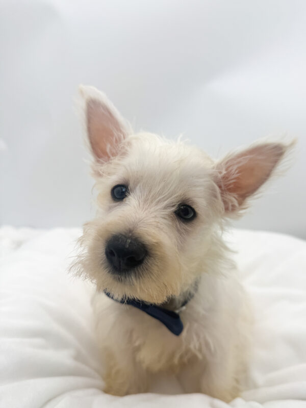 Bolt - West Highland White Terrier - Image 2