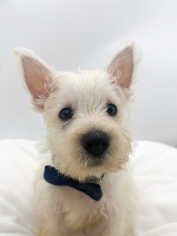Bolt - West Highland White Terrier - Image 1