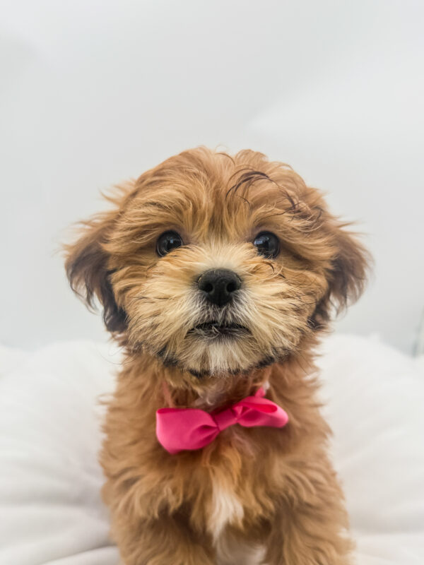 Biscuit - Teddy Bear - Image 1