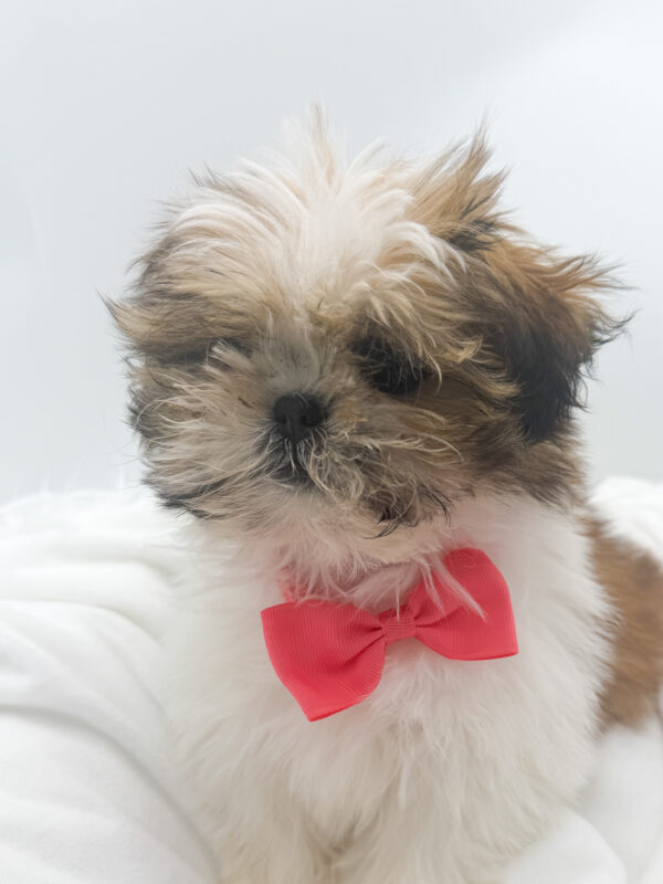 Missy - Shih Tzu - Image 2