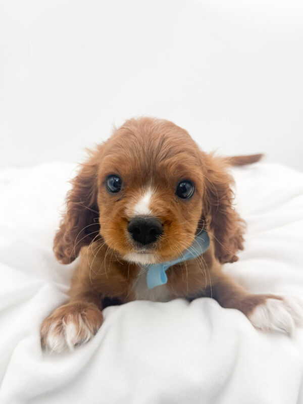 Xander - Cavalier King Charles Spaniel - Image 1