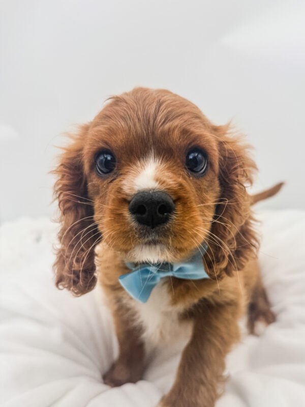 Xander - Cavalier King Charles Spaniel - Image 2