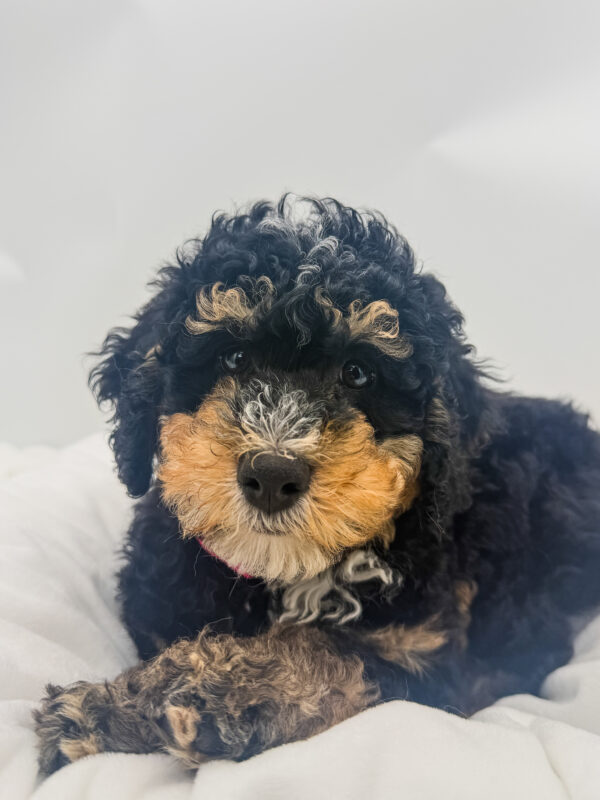 Thorn - Bernedoodle Mini 2nd Gen - Image 1