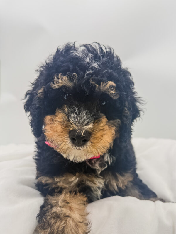 Thorn - Bernedoodle Mini 2nd Gen - Image 2