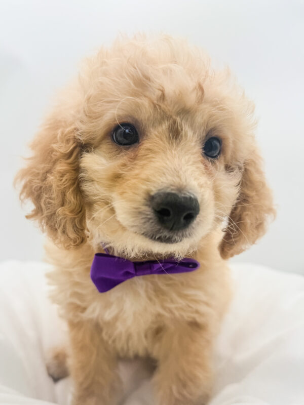 Nevaeh - Goldendoodle Mini F1b - Image 1