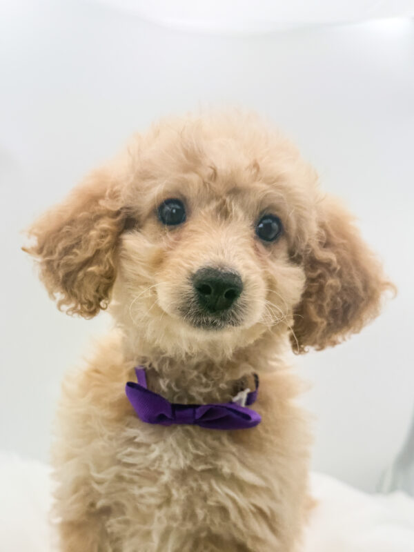 Nevaeh - Goldendoodle Mini F1b - Image 2