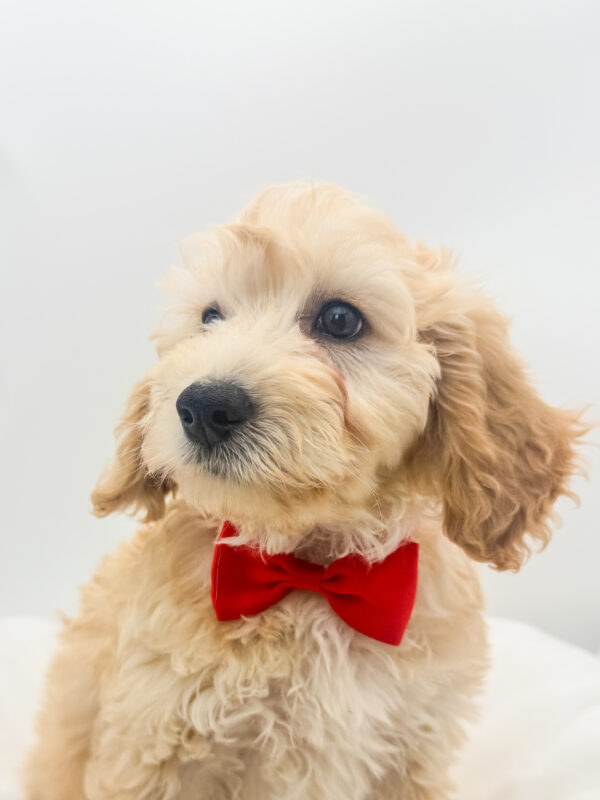Rex - Goldendoodle Mini F1b - Image 2