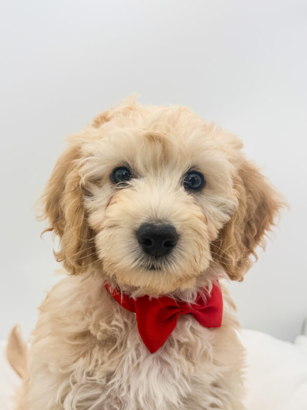 Rex - Goldendoodle Mini F1b - Image 1