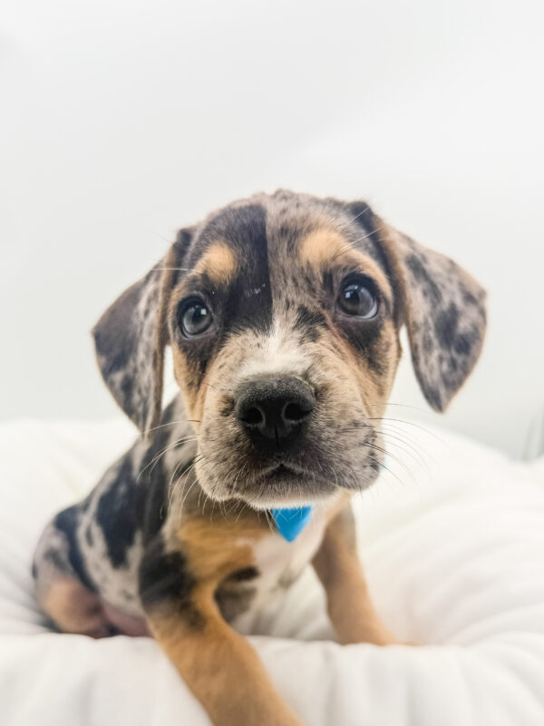 Tucker - French Bulldog/Beagle - Image 1