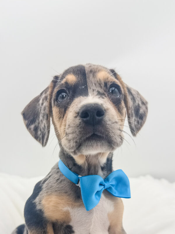 Tucker - French Bulldog/Beagle - Image 2