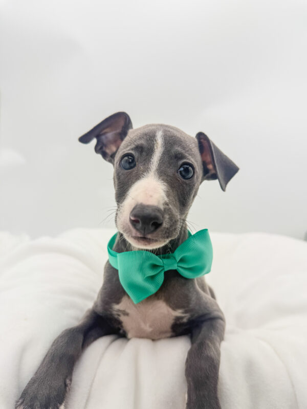 Sage - Italian Greyhound - Image 1