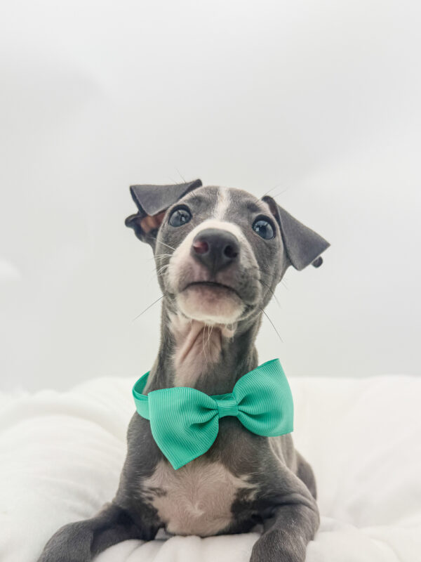 Sage - Italian Greyhound - Image 2
