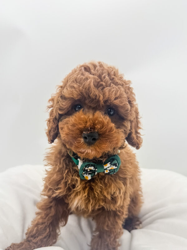 Jamie - Poodle - Image 1