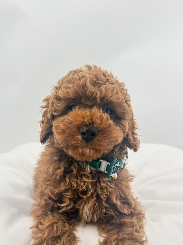 Jamie - Poodle - Image 2