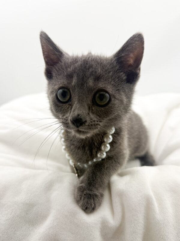 Major - Russian Blue - Image 2