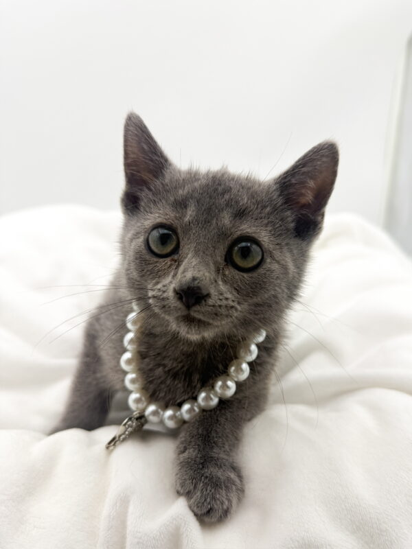 Major - Russian Blue - Image 1