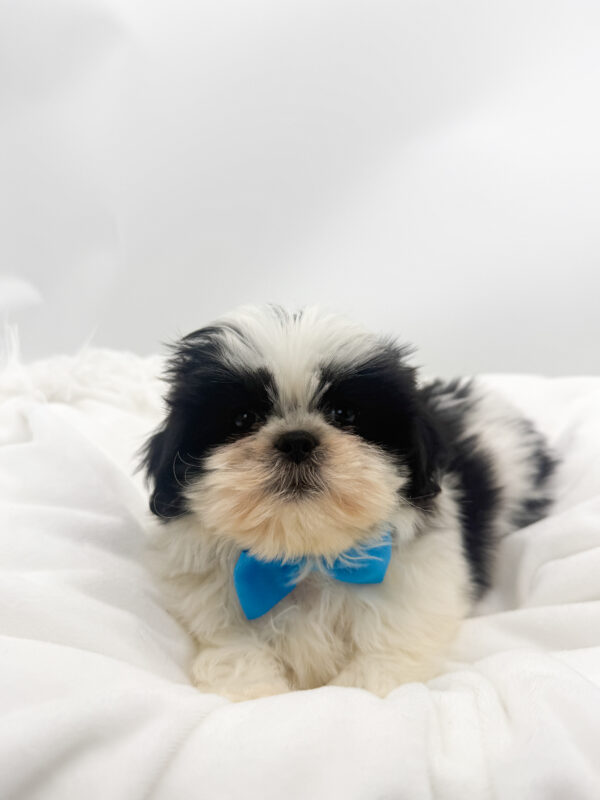 Garth - Shih Tzu - Image 2