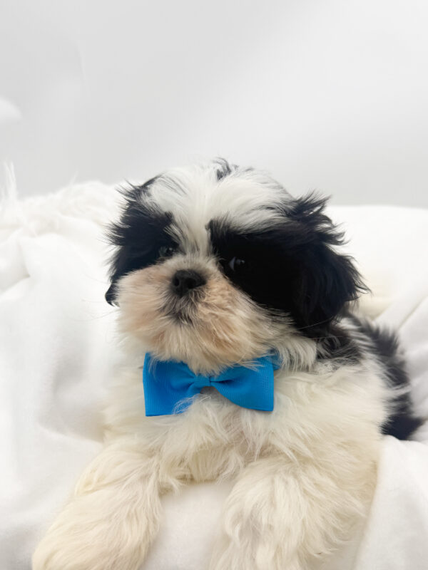 Garth - Shih Tzu - Image 1