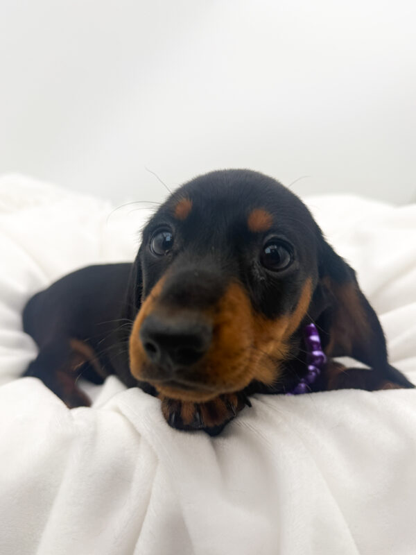 Hyacinth - Dachshund - Image 2