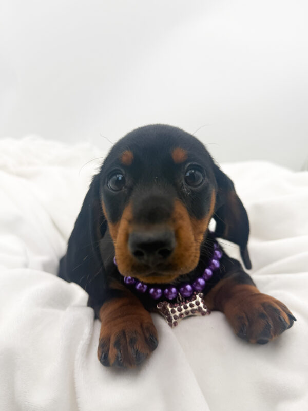 Hyacinth - Dachshund - Image 1