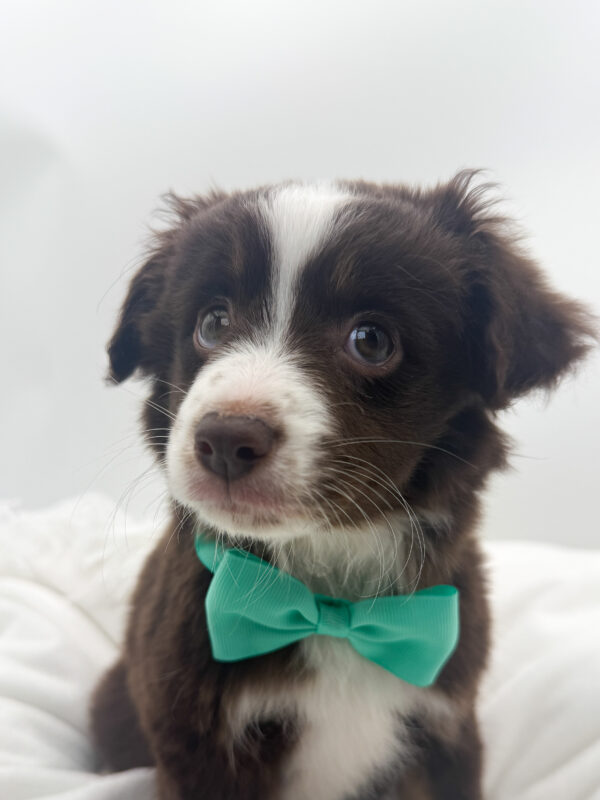 Annie - Miniature Australian Shepherd - Image 1
