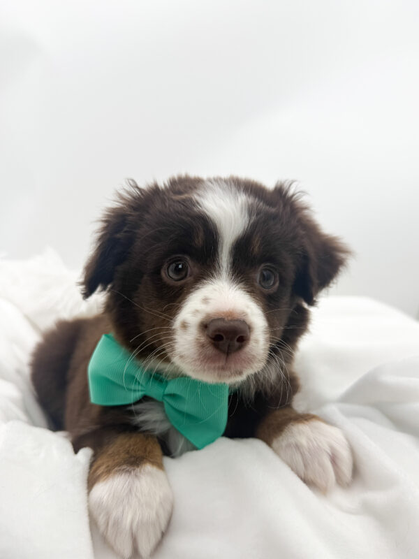 Annie - Miniature Australian Shepherd - Image 2
