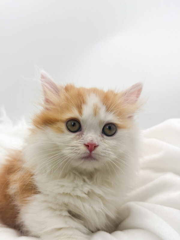 Harvey - Munchkin - Image 1