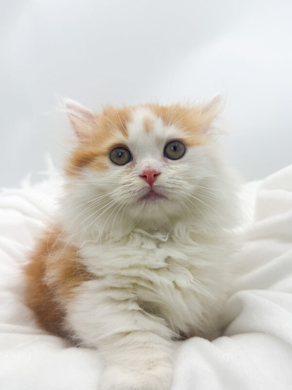 Harvey - Munchkin - Image 2
