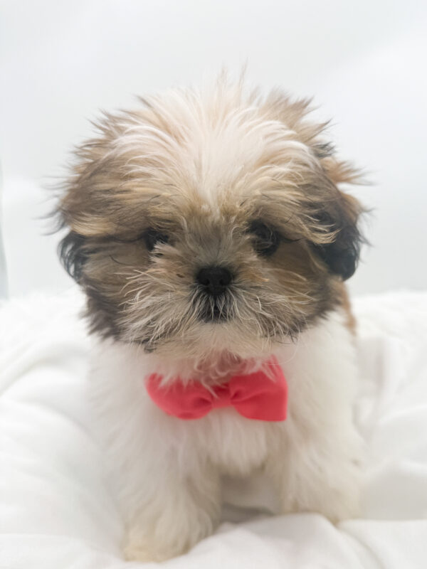 Missy - Shih Tzu - Image 1