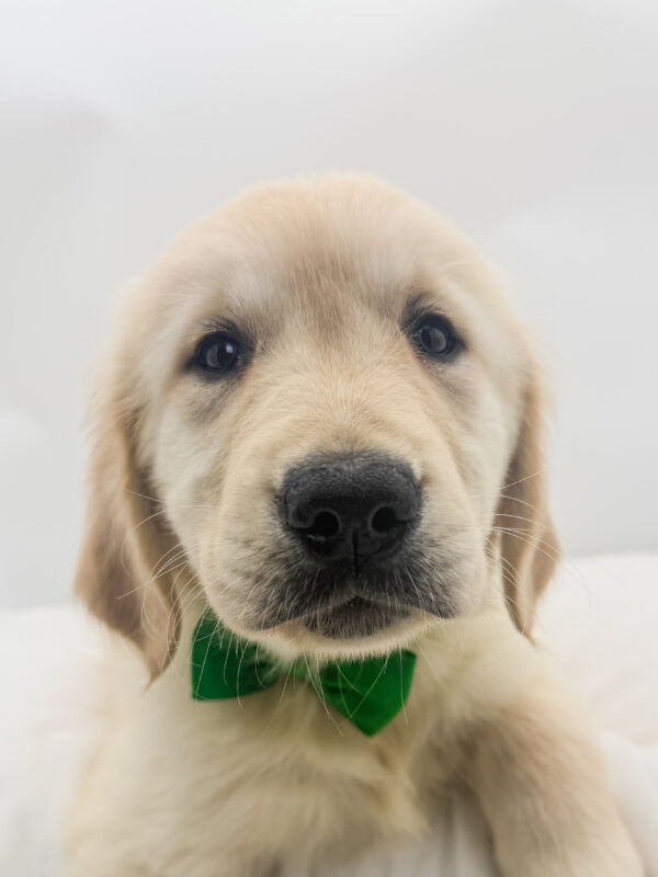 Kite - Golden Retriever - Image 2