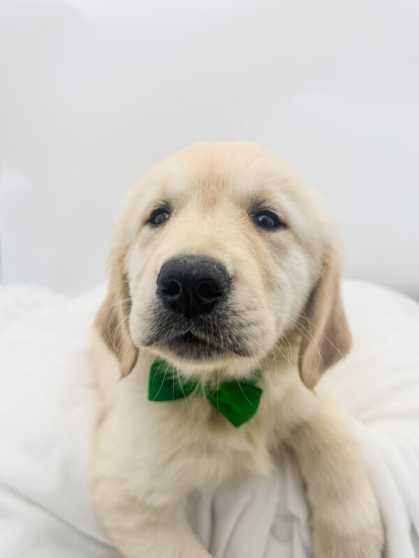Kite - Golden Retriever - Image 1
