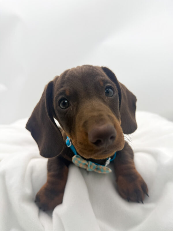 Max - Dachshund - Image 1